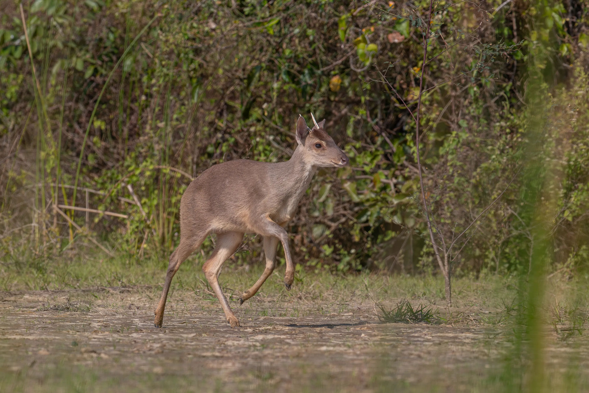 La urina (Subulo gouazoubira), una de las muchas especies observadas que visitan la Laguna Anteojos para beber. Foto: Rob Wallace/WCS